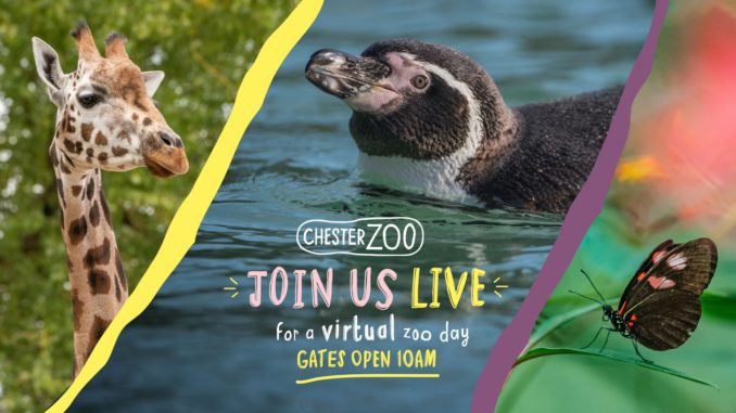 Chester Zoo Live